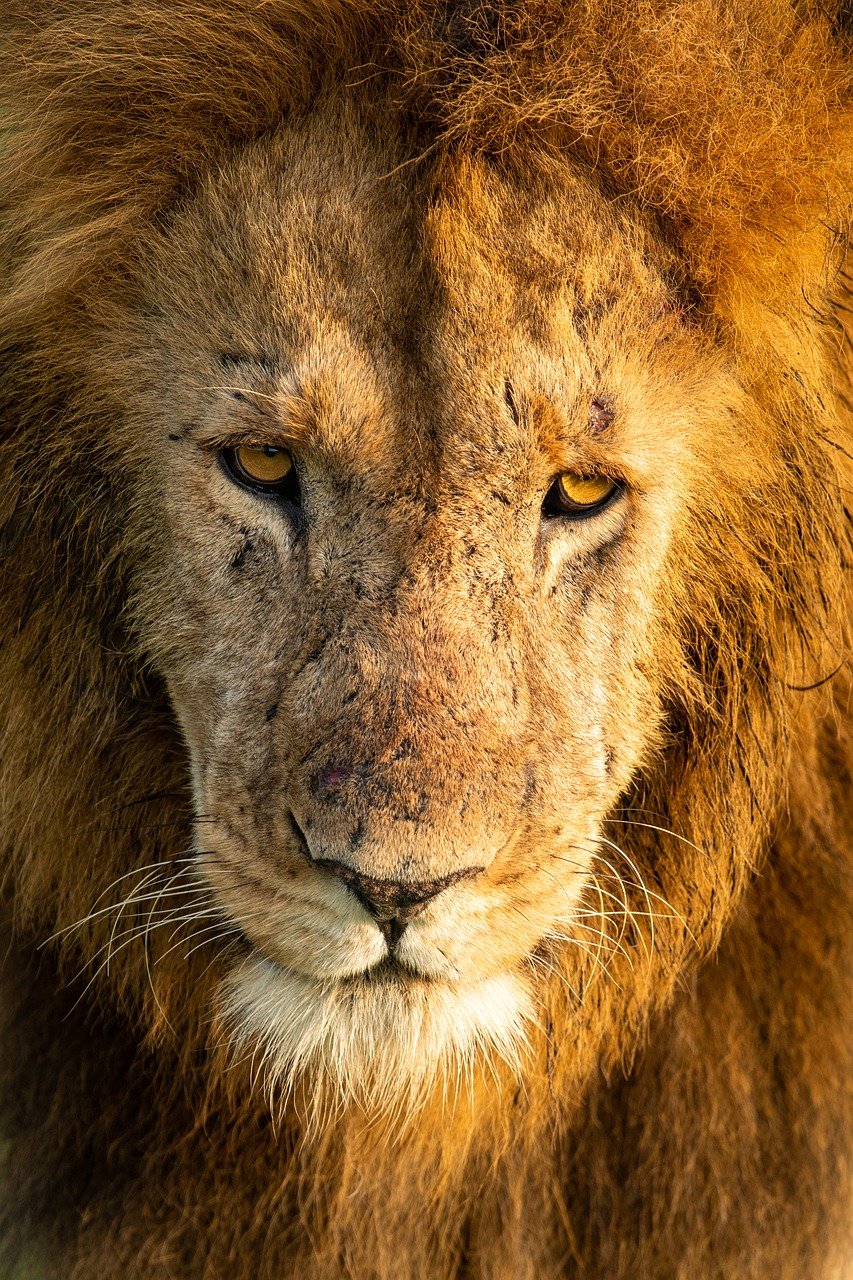 lion, feline, mammal