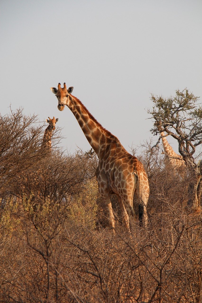 giraffes, herd, safari
